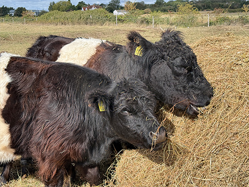 Belted Galloway Cows for Amazing Grazing