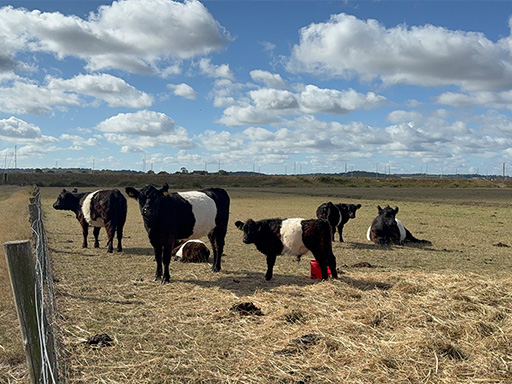 Belted Galloway cattle Amazing Grazing